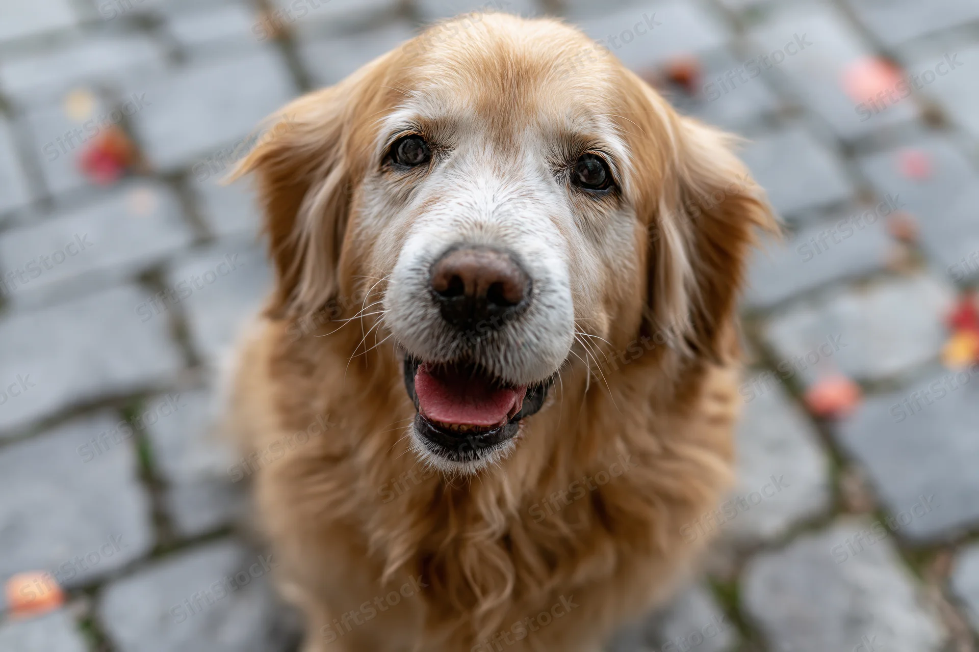 Senior golden retriever looking up with open mouth on wet cobblestone pavement