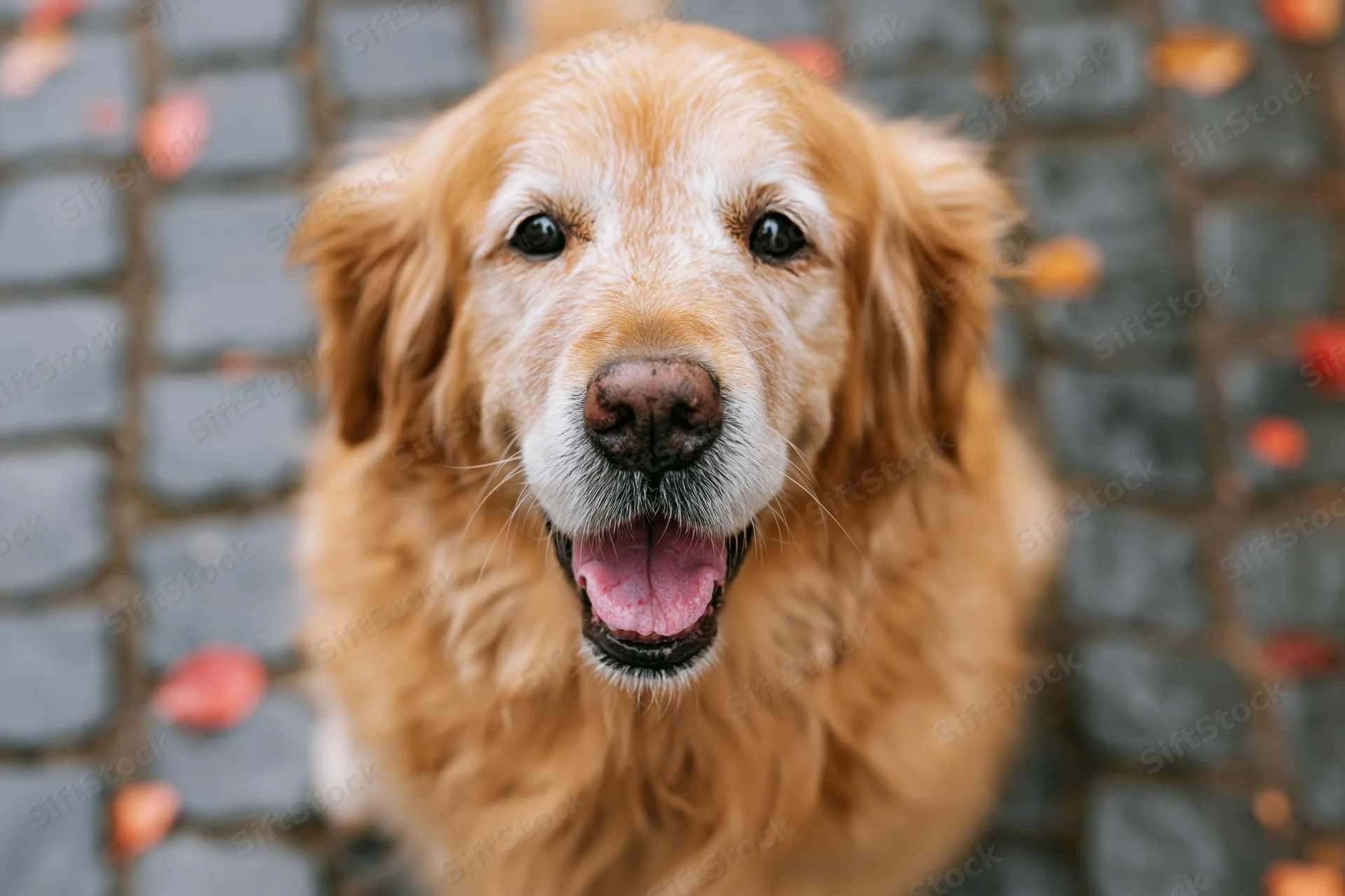 Senior golden retriever with tongue out on wet cobblestone pavement in autumn