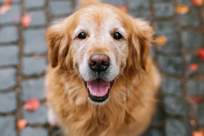 Senior golden retriever with tongue out on wet cobblestone pavement in autumn