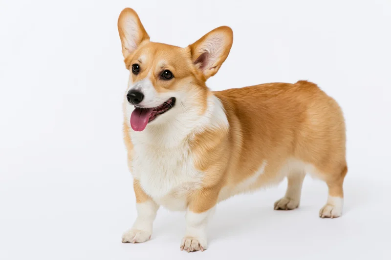 Pembroke welsh corgi standing alert with tongue out on white background