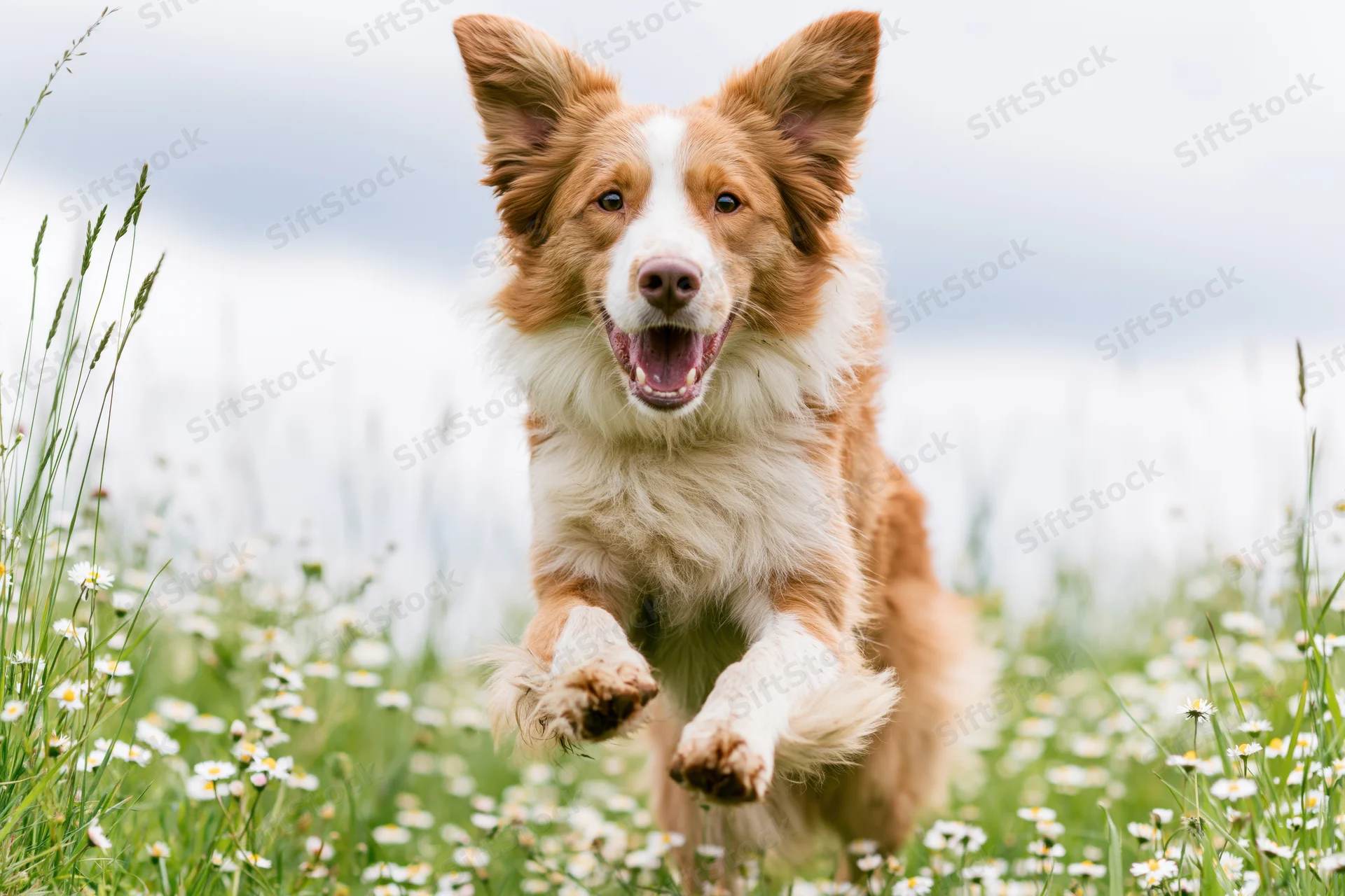 Red and white border collie jumping toward camera in a grassy field with daisies
