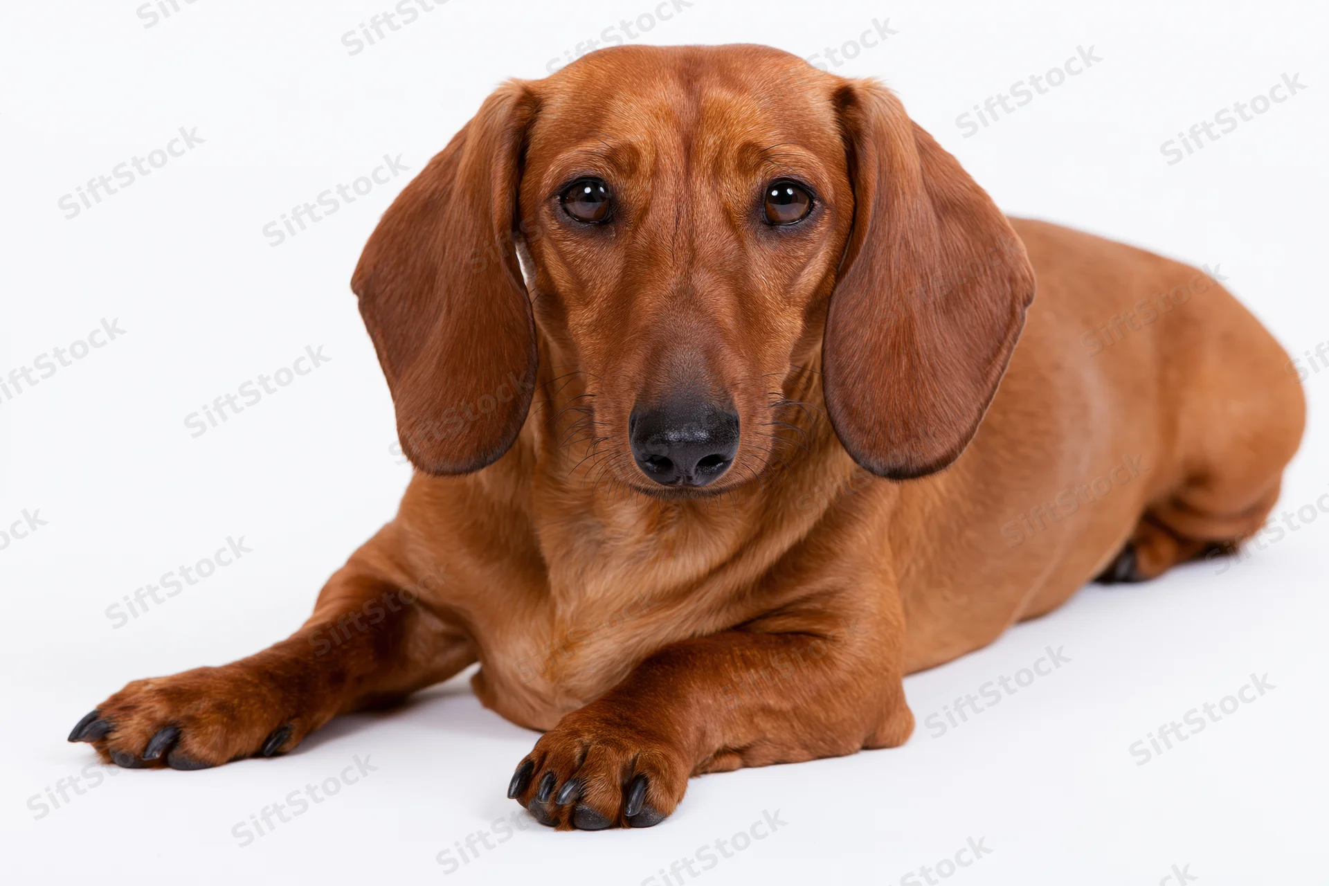 Red smooth-haired dachshund lying down with front paws extended on white background