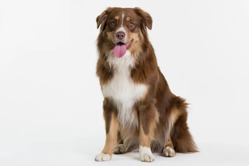 Red tricolor australian shepherd sitting upright facing camera on white background
