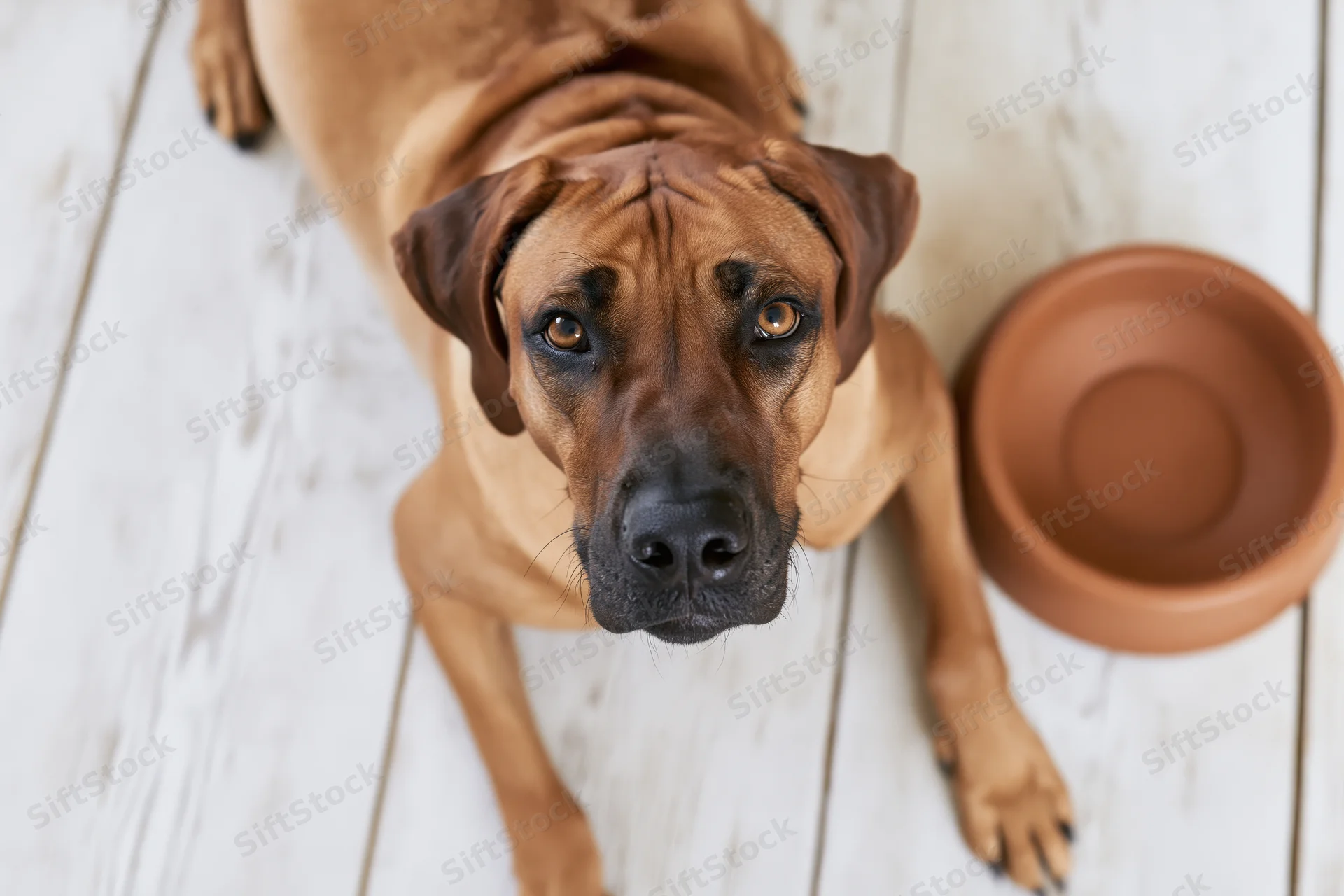 Rhodesianridgeback dog lying on white wooden floor beside ceramic bowl looking up