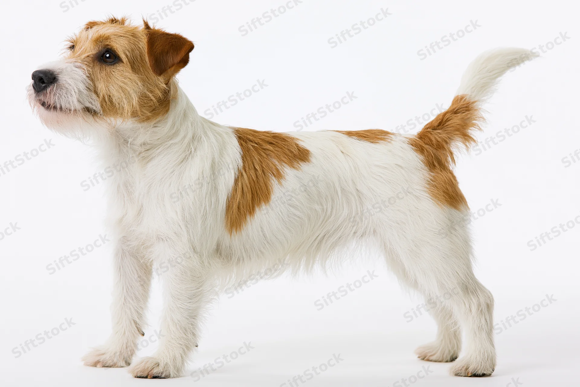 Rough-coated jack russell terrier standing in profile against white background