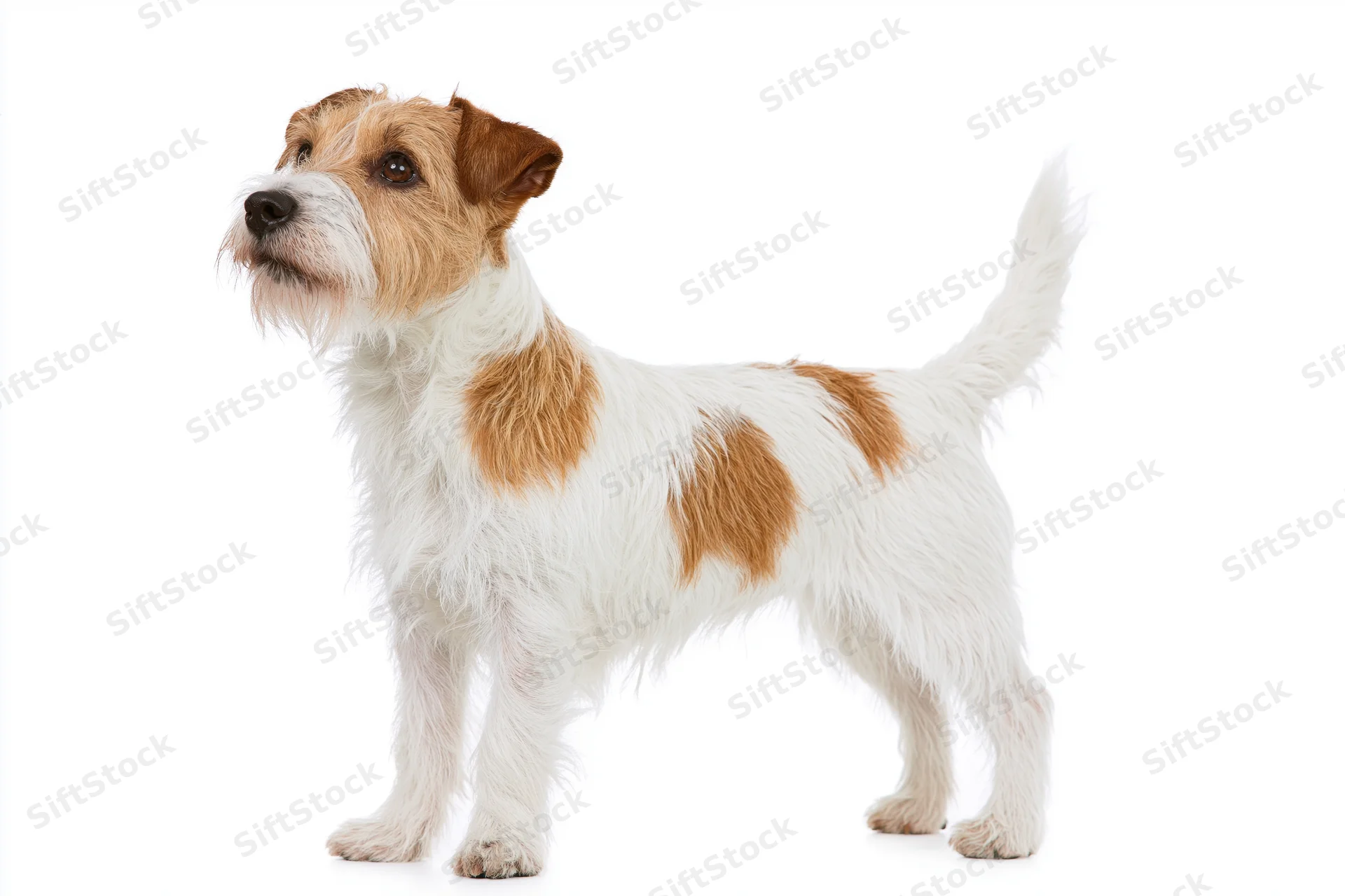 Rough-coated jack russell terrier standing in profile against white background