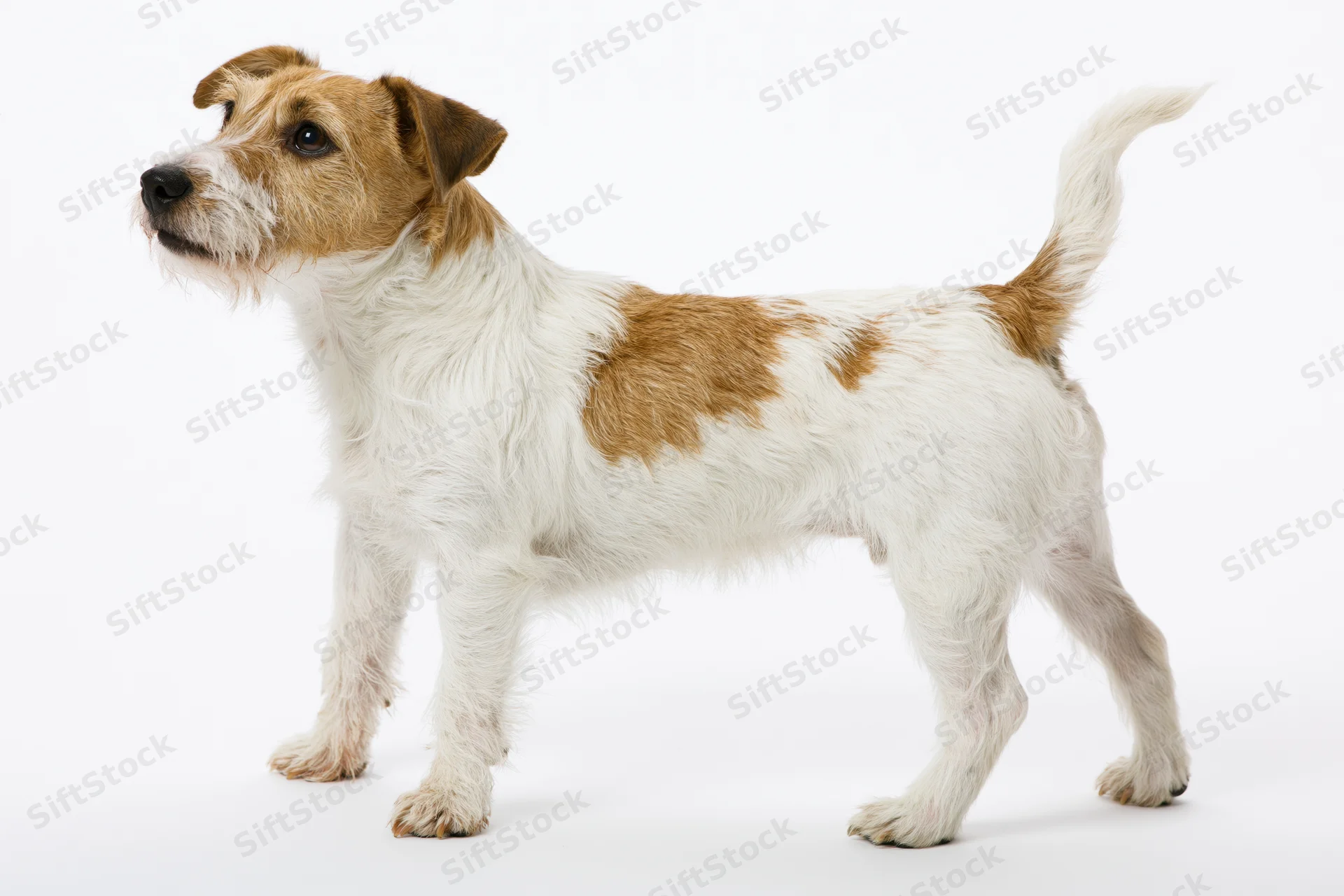 Rough-coated jack russell terrier standing in profile against white background