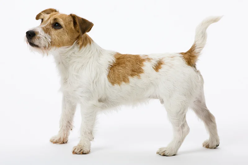 Rough-coated jack russell terrier standing in profile against white background