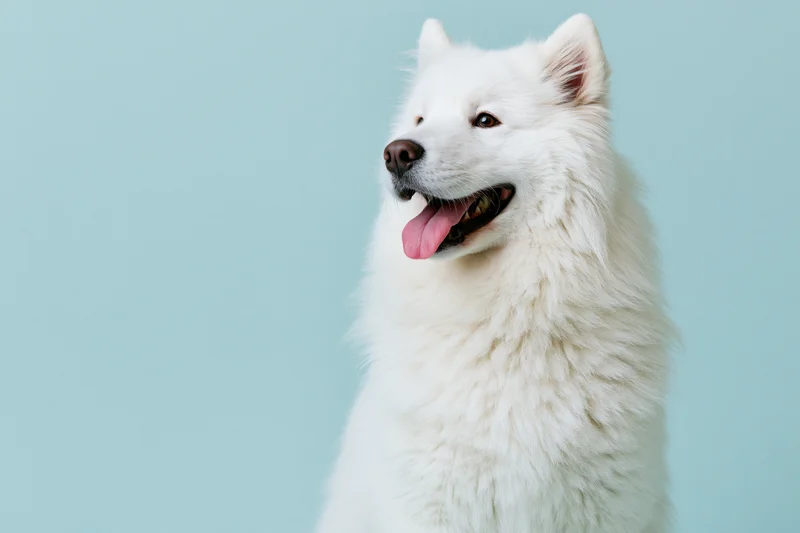White samoyed dog panting with tongue out in studio portrait against light blue background
