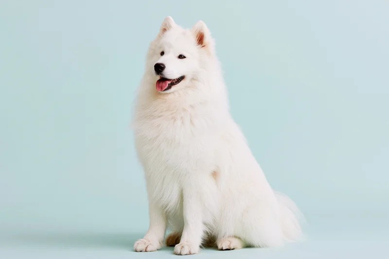 White samoyed dog sitting upright with tongue out against light blue background