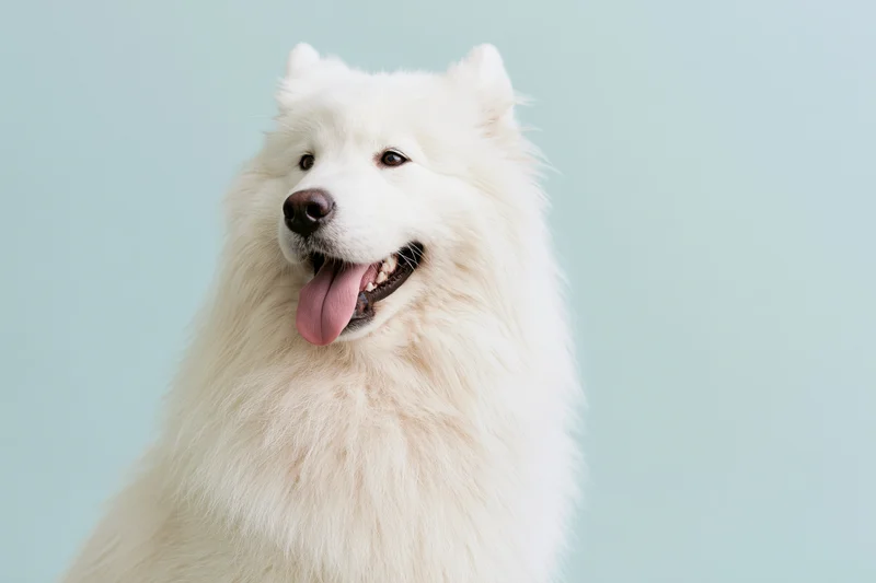 Samoyed dog with open mouth and tongue out in studio portrait against light blue background