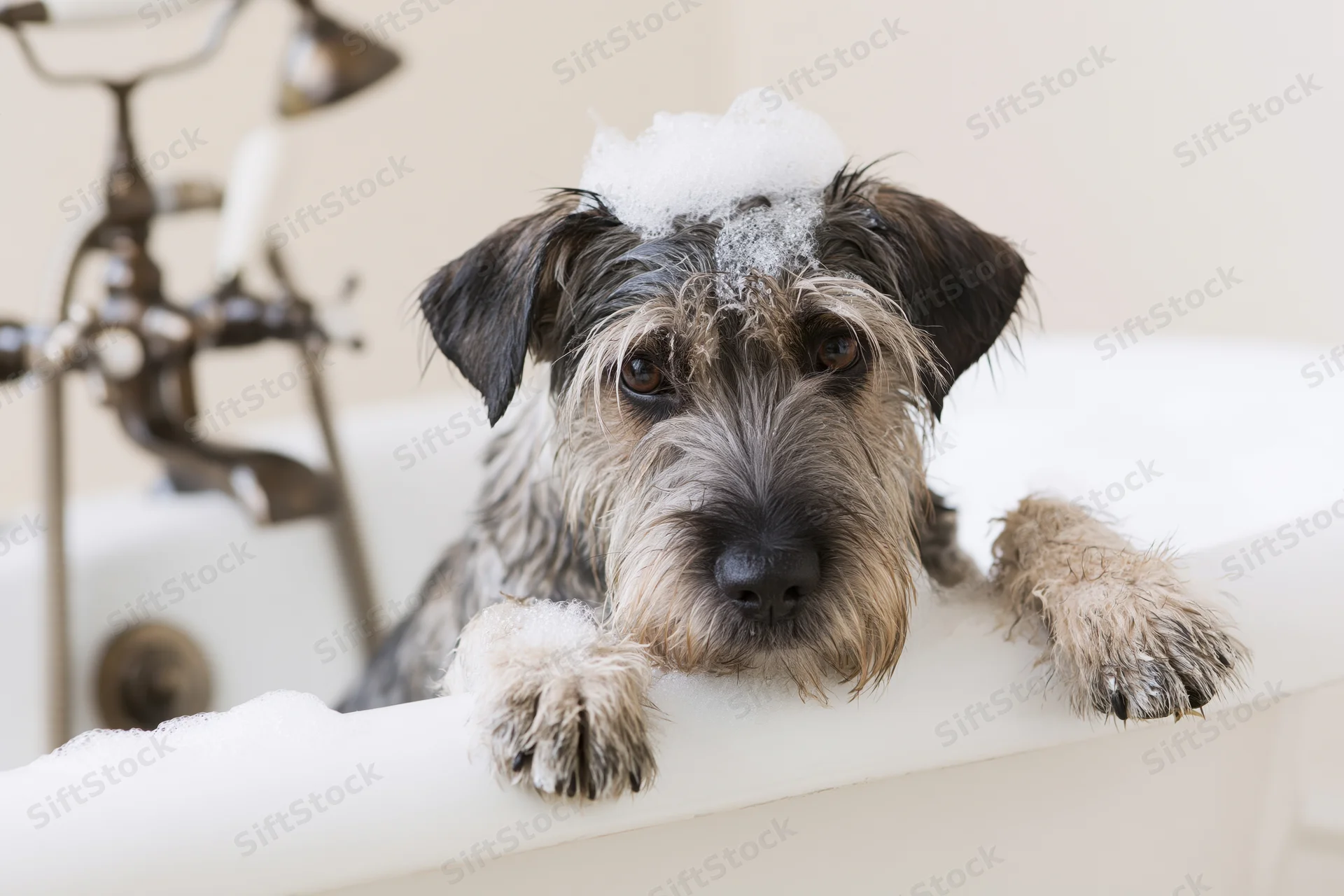 Scruffy mixed-breed dog with soap foam on head resting in white clawfoot bathtub