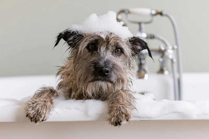 Scruffy dog with foam on head resting in white clawfoot bathtub