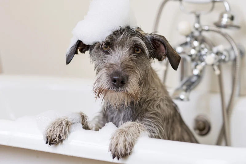 Scruffy dog with foam on head sitting in white clawfoot bathtub