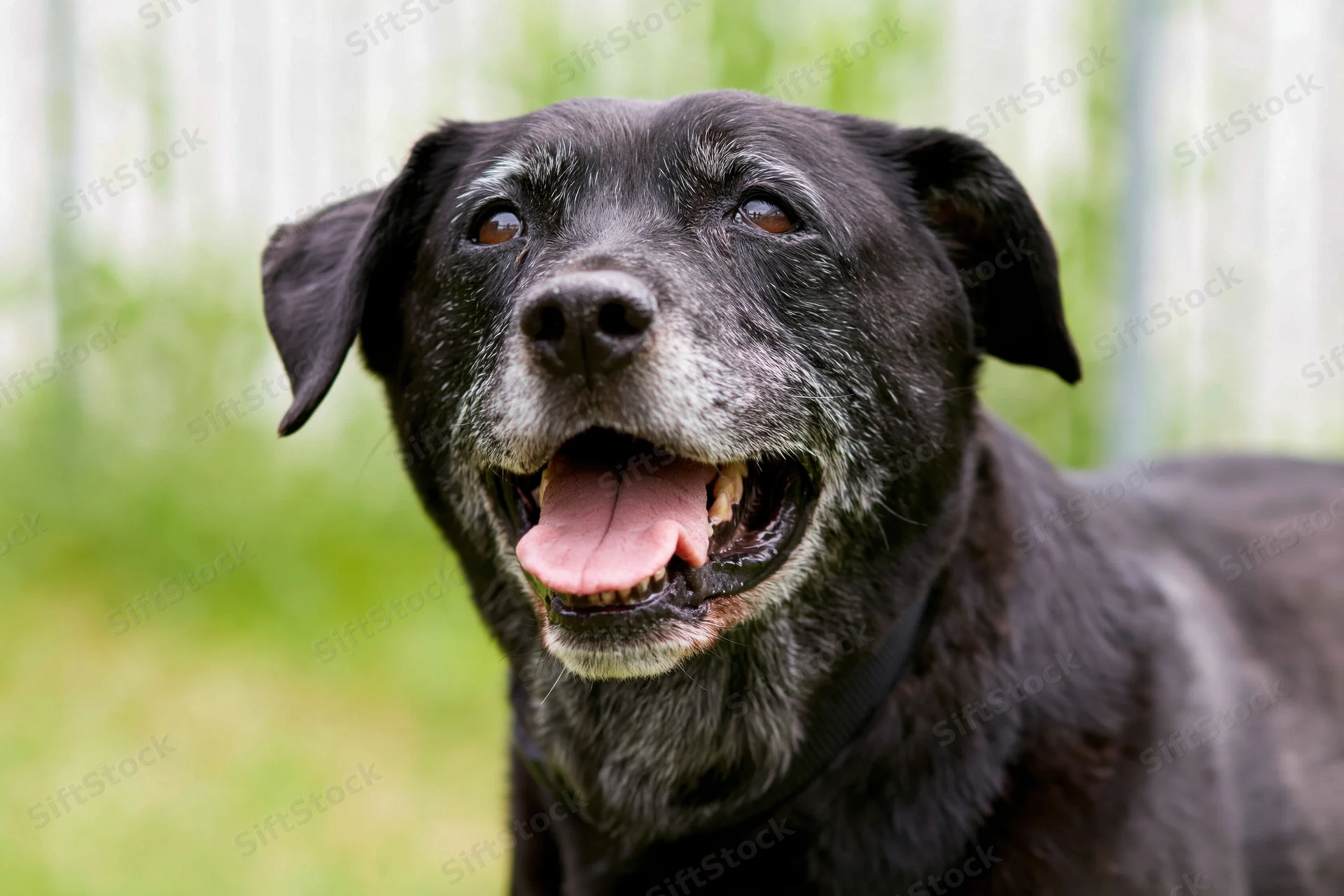 Senior black mixed-breed dog panting happily outdoors in a grassy yard