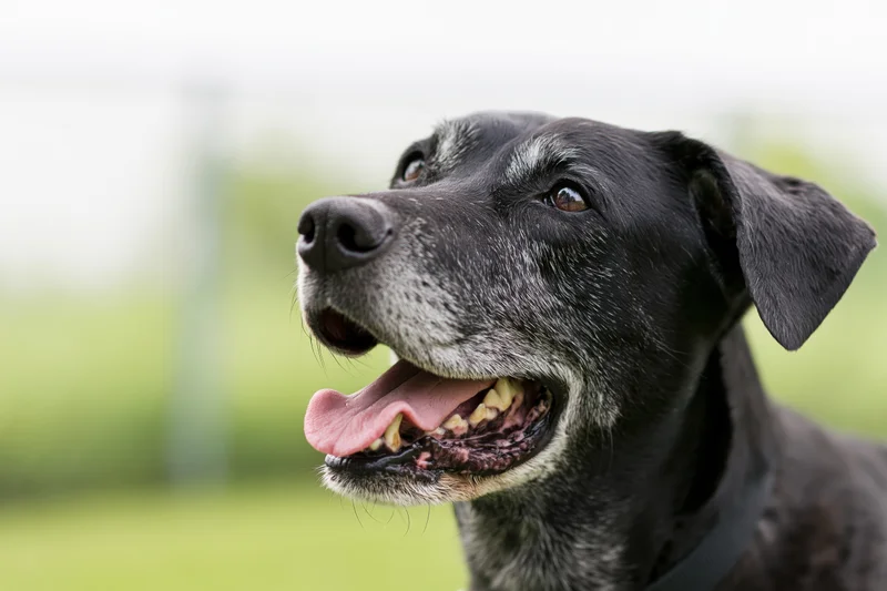Senior black mixed-breed dog panting happily outdoors in a grassy field