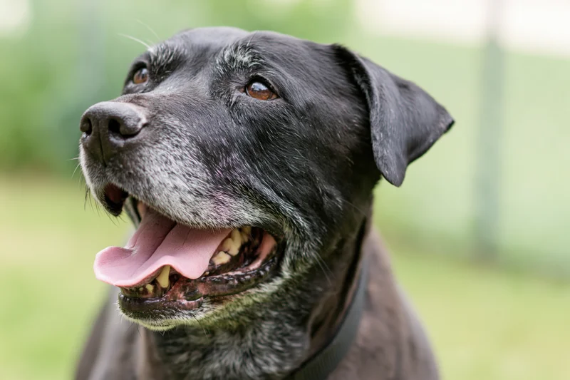 Senior black mixed-breed dog panting happily outdoors with grey muzzle and floppy ears