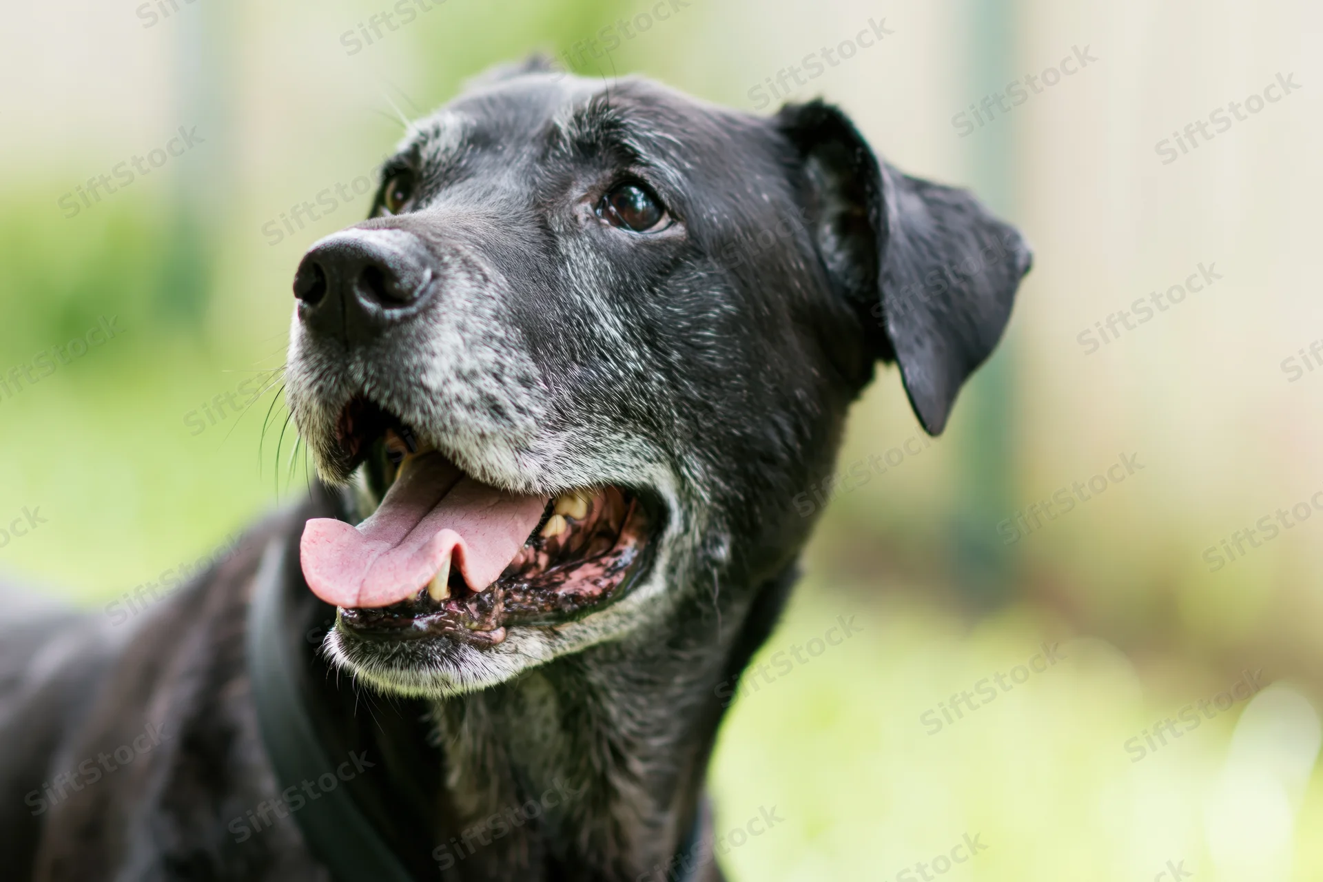 Senior black mixed-breed dog panting happily outdoors with grey muzzle and collar