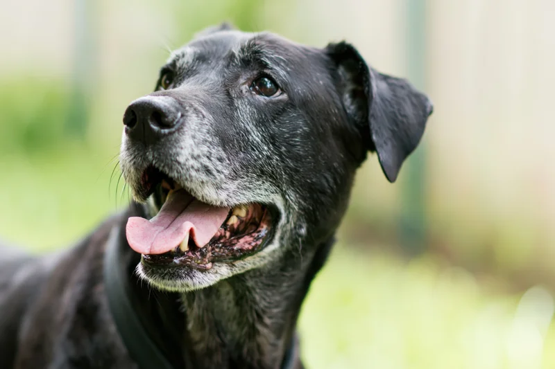 Senior black mixed-breed dog panting happily outdoors with grey muzzle and collar