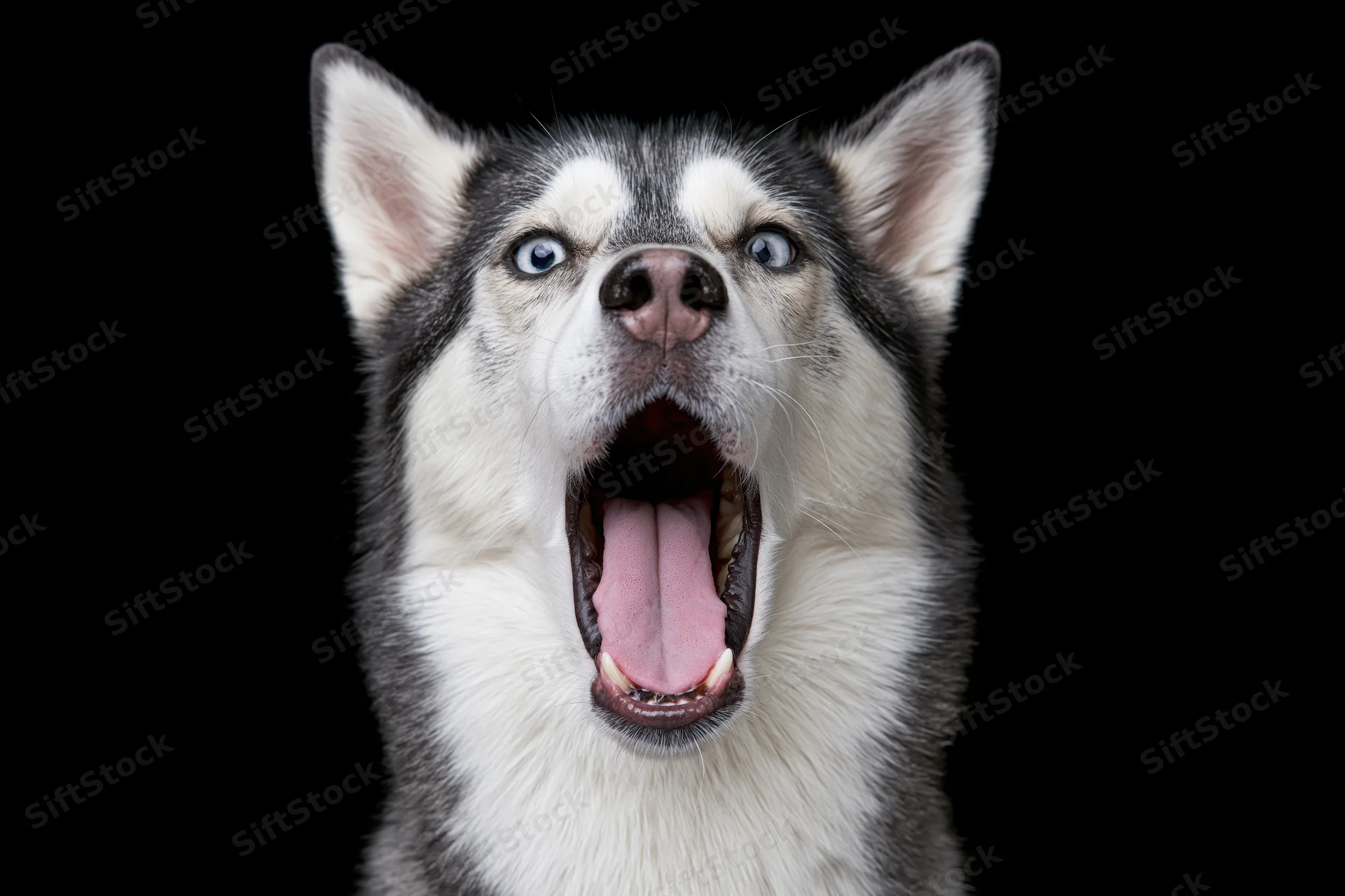 Siberian husky with mouth wide open mid-bark against black background