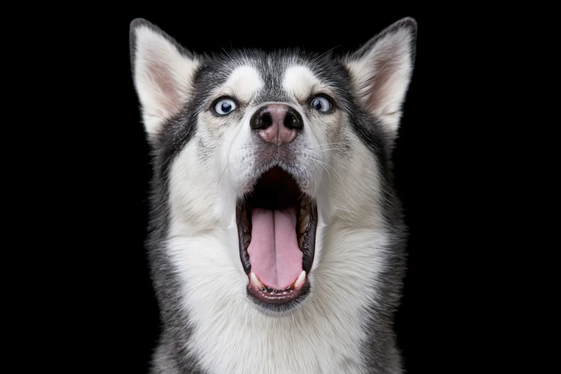 Siberian husky with mouth wide open mid-bark against black background
