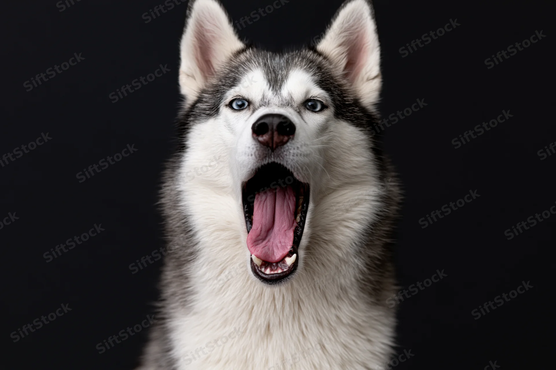 Siberian husky with mouth wide open mid-bark against dark background