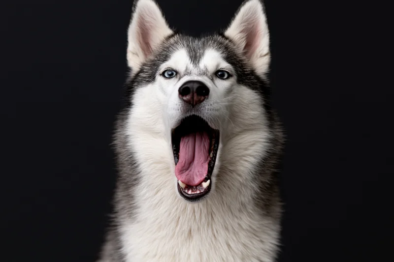 Siberian husky with mouth wide open mid-bark against dark background