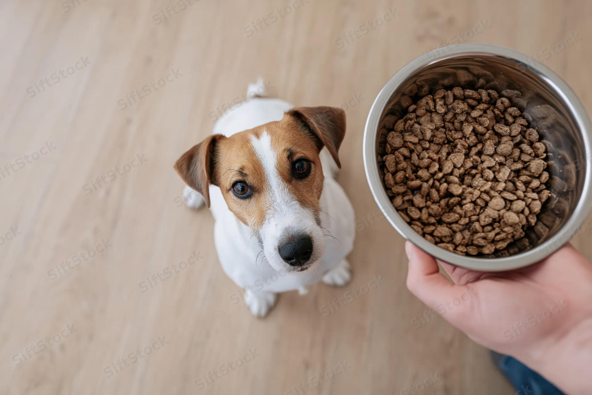 Small jack russell terrier sitting on light wood floor looking up at hand holding metal bowl of dry dog food