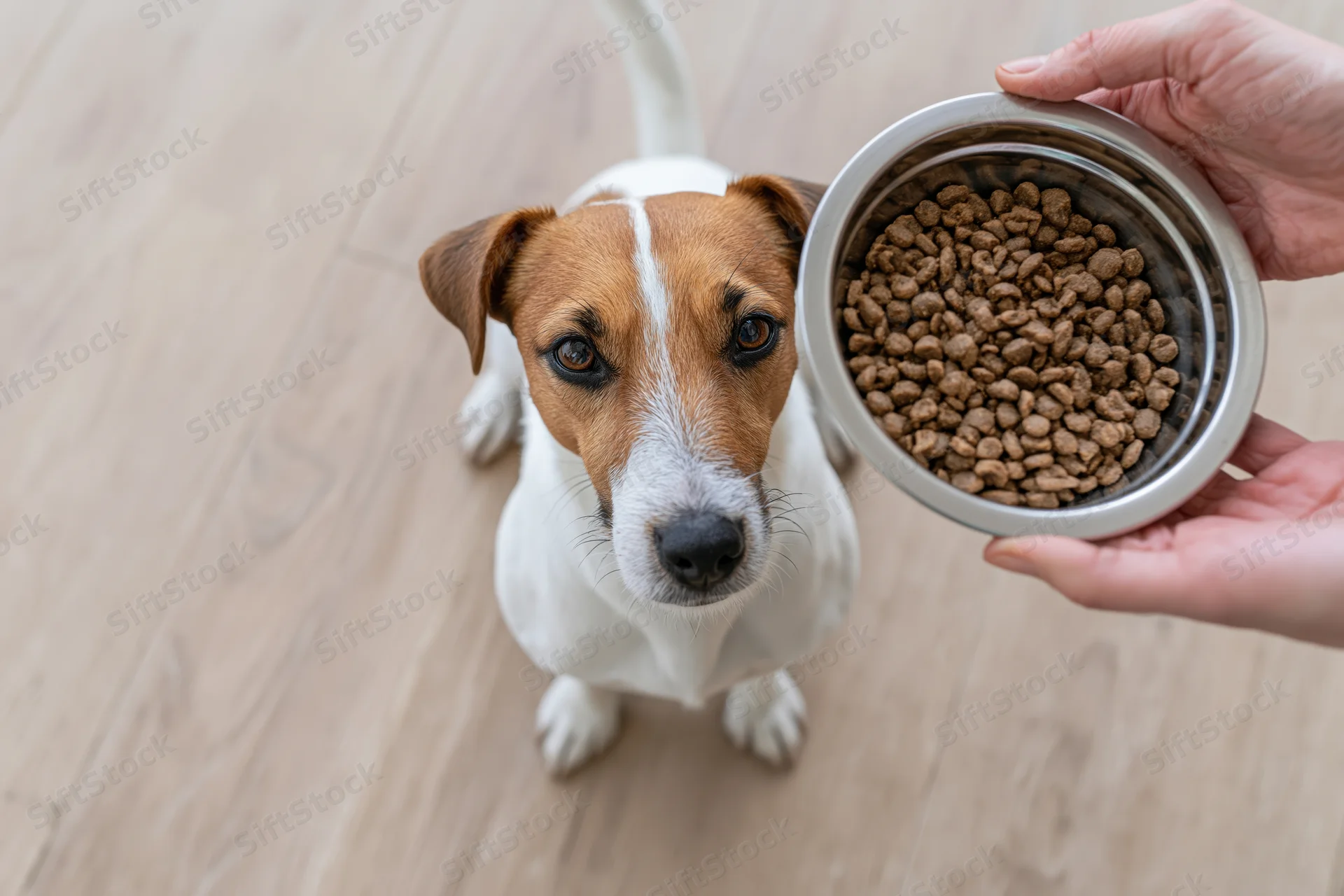 Jack russell terrier sitting on light wood floor looking up at hand holding metal bowl of dry dog food