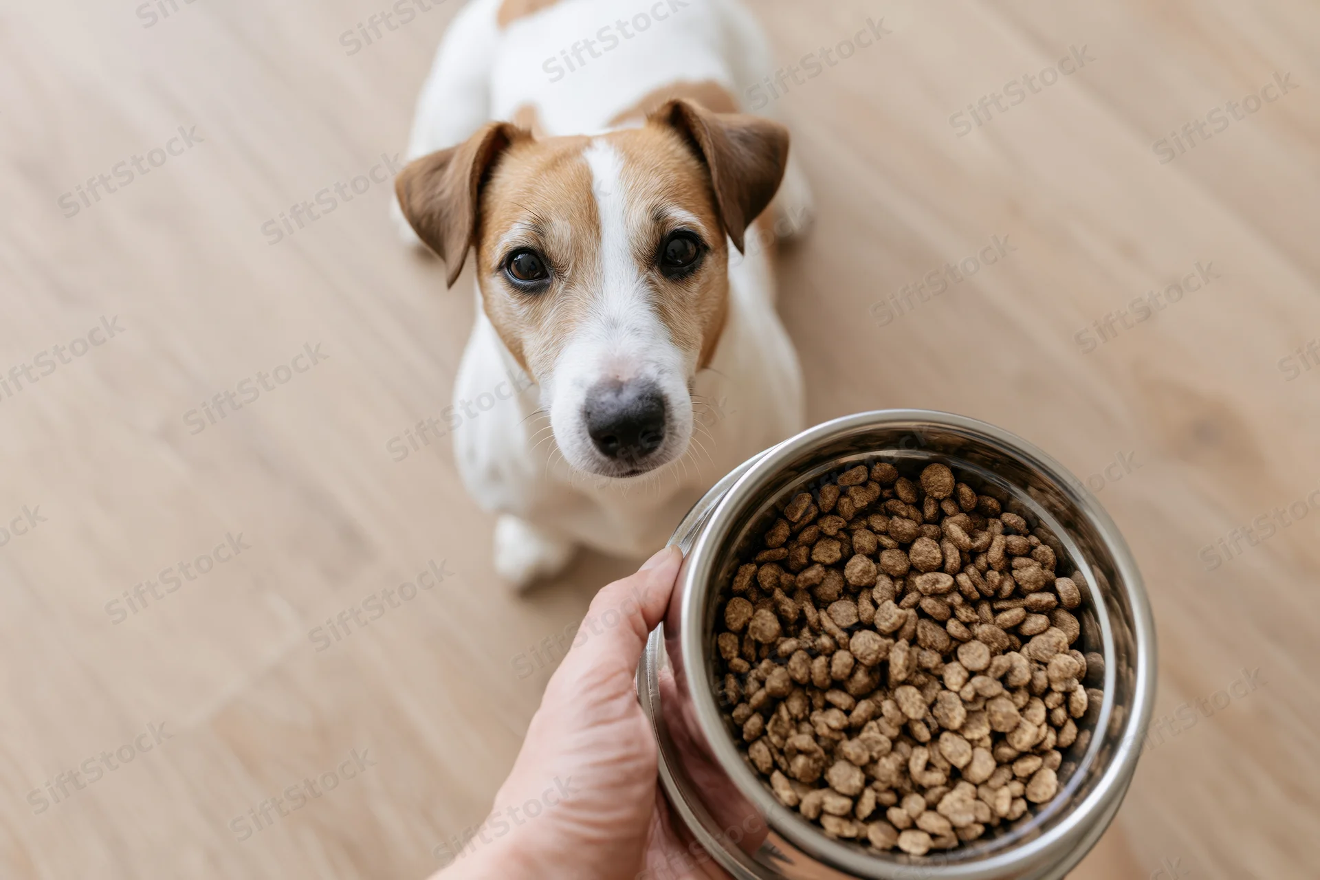 Small jack russell terrier sitting on light wood floor looking up at hand holding metal bowl of dry dog food