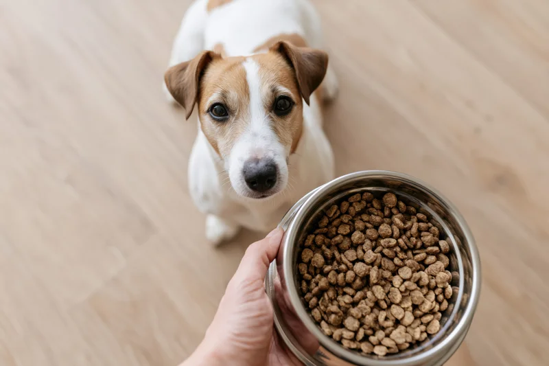 Small jack russell terrier sitting on light wood floor looking up at hand holding metal bowl of dry dog food