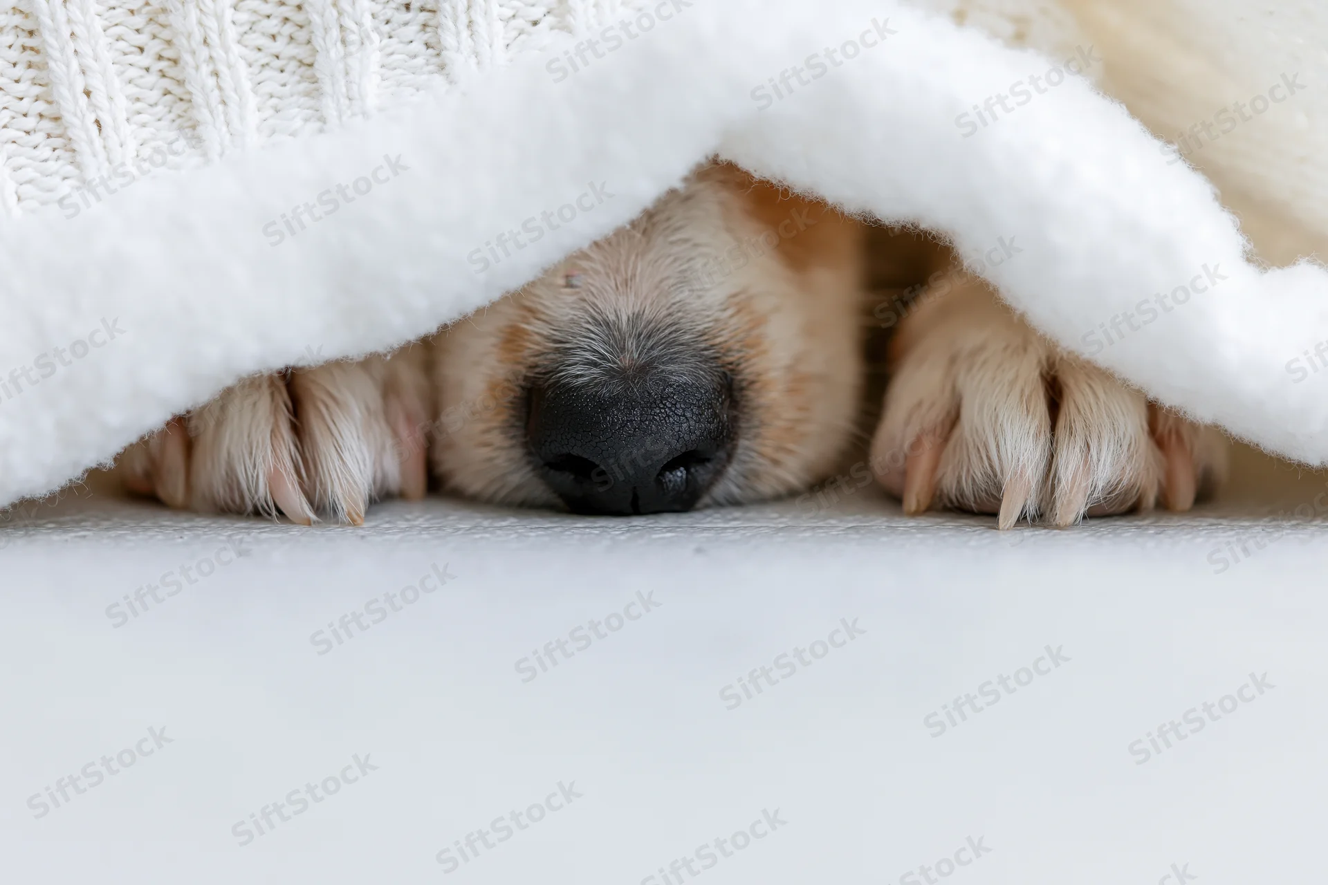 Small dog’s nose and paws peeking from under a white fluffy blanket on a light floor