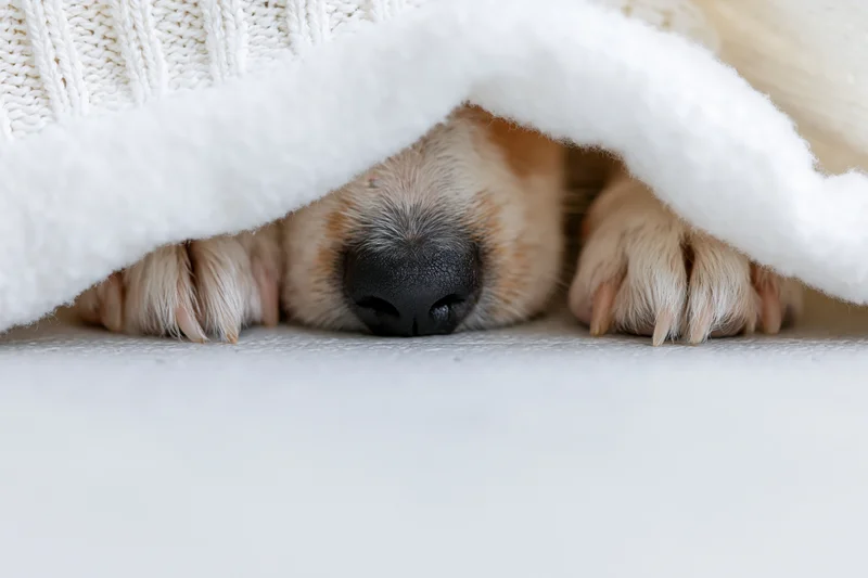 Small dog’s nose and paws peeking from under a white fluffy blanket on a light floor
