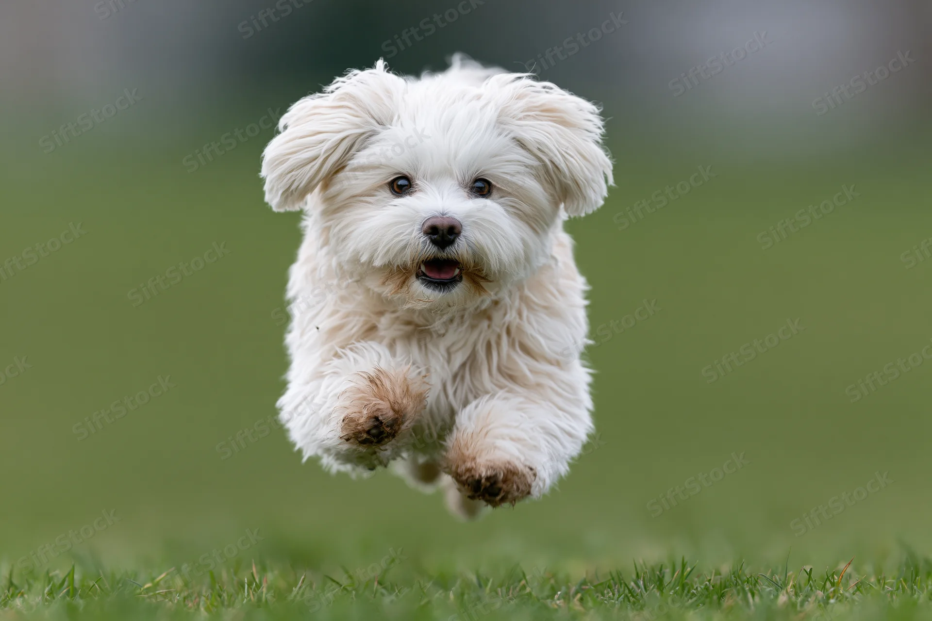 Small white maltese puppy running toward camera on green grass
