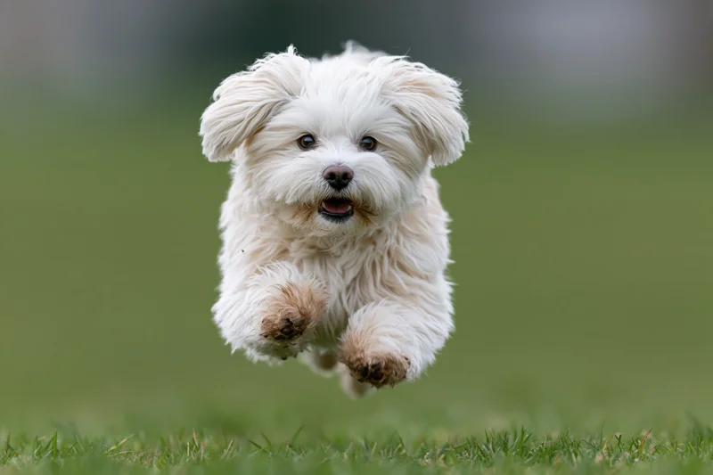 Small white maltese puppy running toward camera on green grass