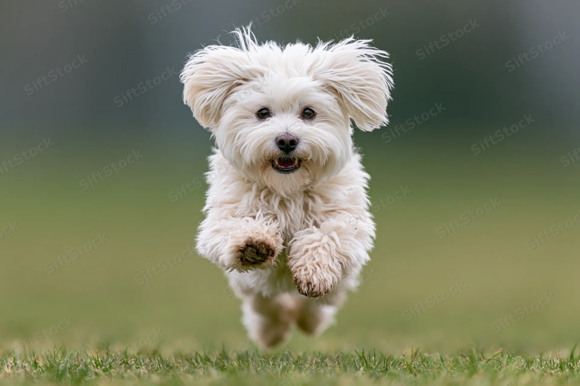 Small white maltese puppy running toward camera on green grass