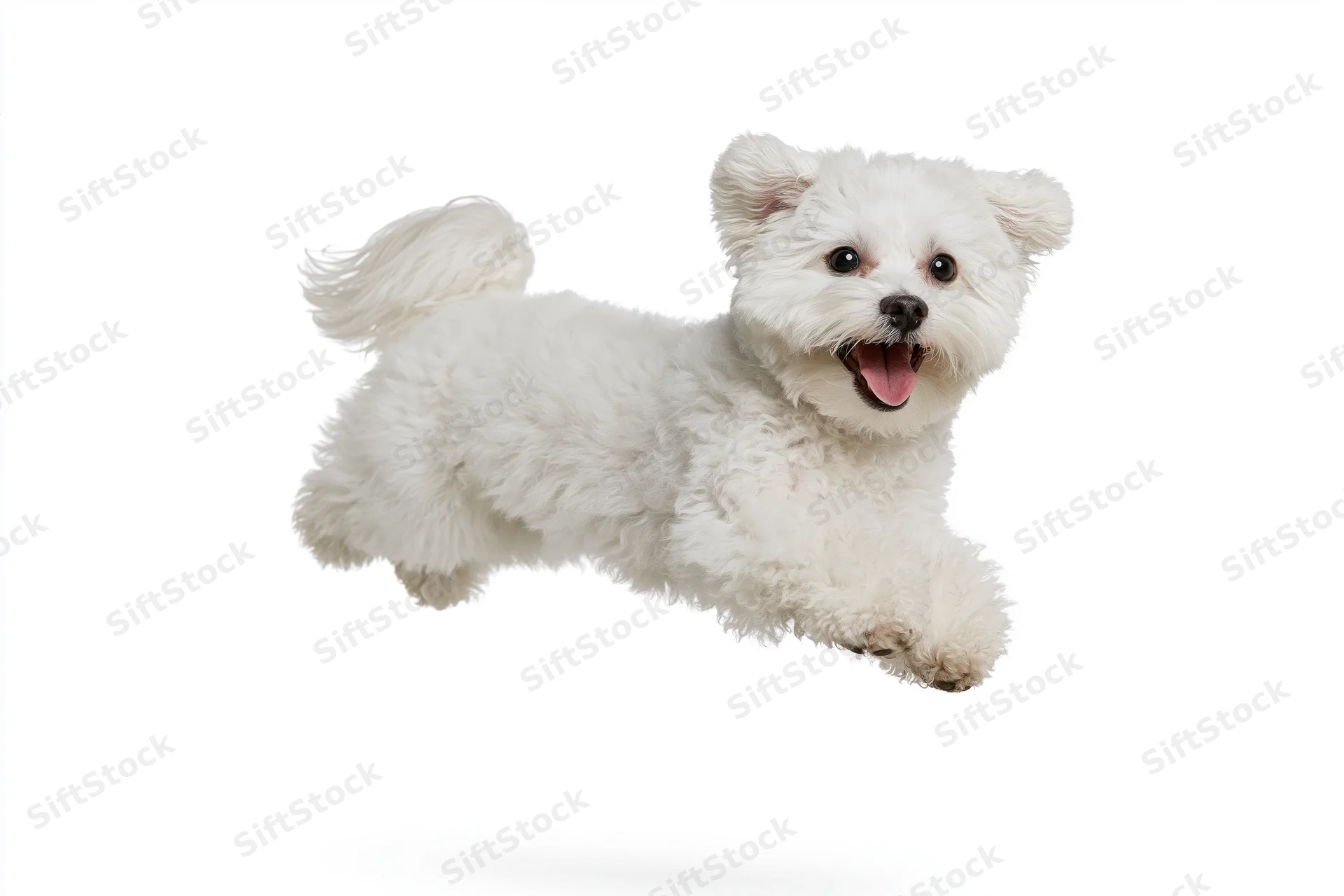 Small white maltese dog mid-leap with mouth open and ears lifted against white background