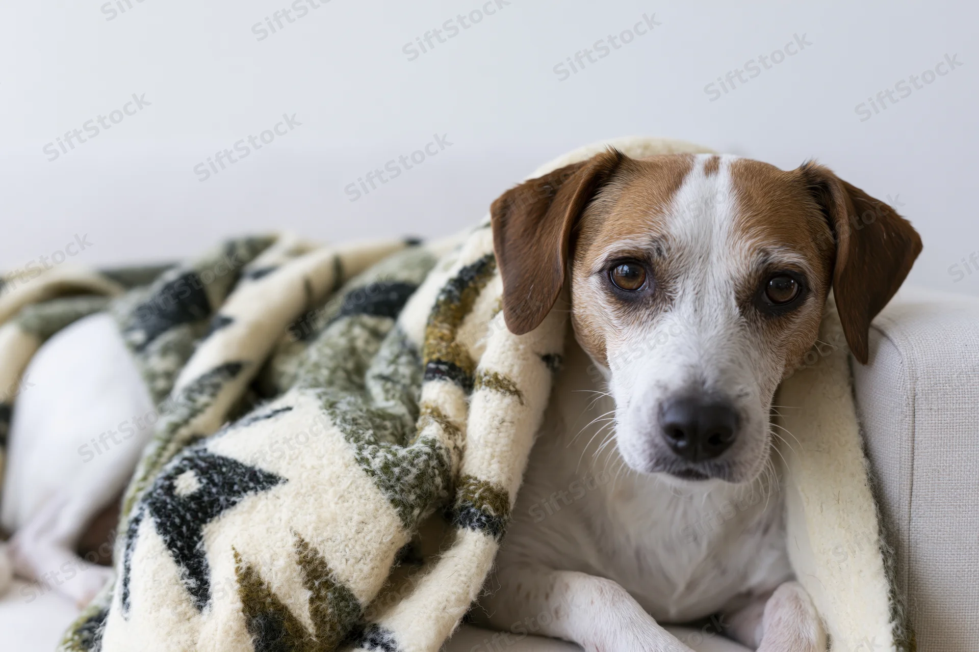 Small white and brown mixed-breed dog lying on light sofa wrapped in patterned blanket