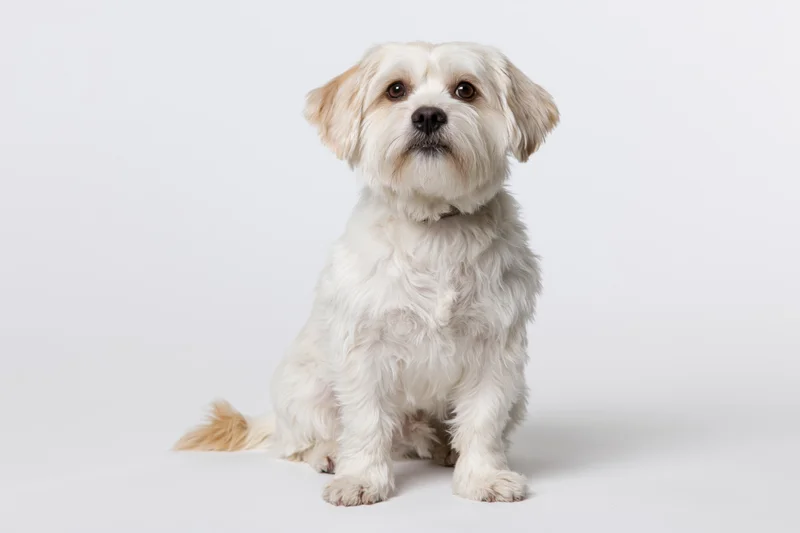 Small white mixed-breed dog sitting upright and looking forward in studio portrait