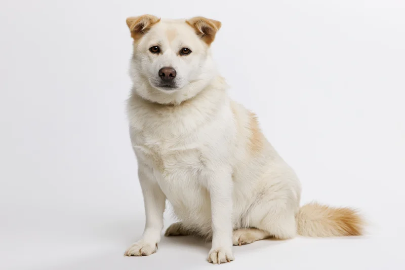 White mixed-breed dog sitting upright and looking directly at camera in studio setting