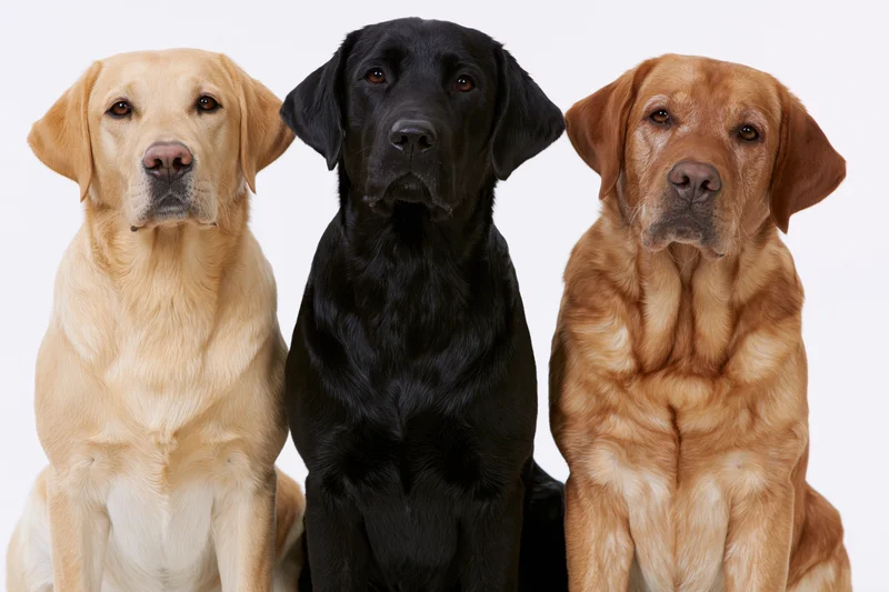 Three labrador retrievers sitting side by side facing camera in studio portrait