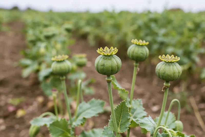 Unripe green poppy seed pods standing upright in a cultivated field
