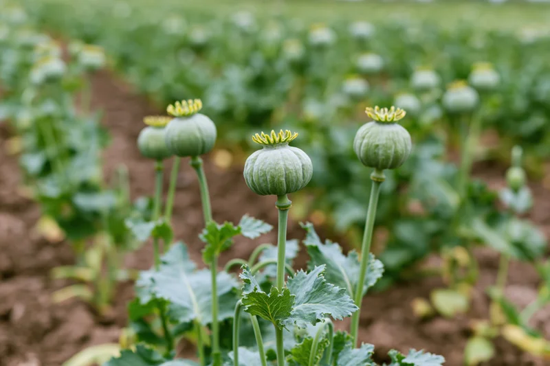 Unripe green poppy seed pods standing upright in a cultivated field