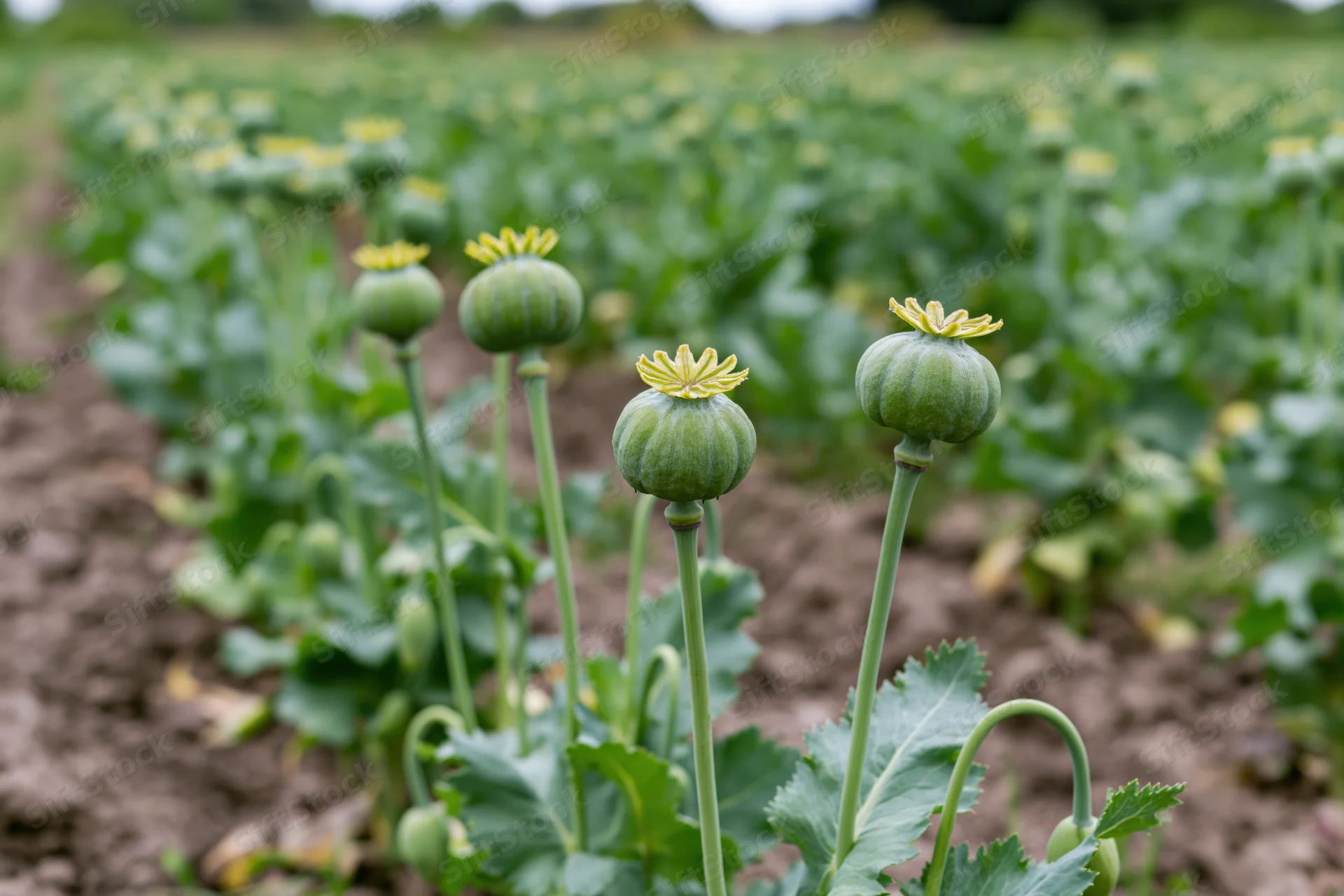 Unripe green poppy seed pods growing in rows in a cultivated field