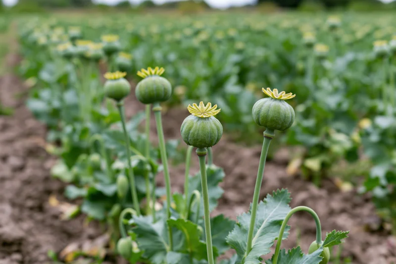 Unripe green poppy seed pods growing in rows in a cultivated field
