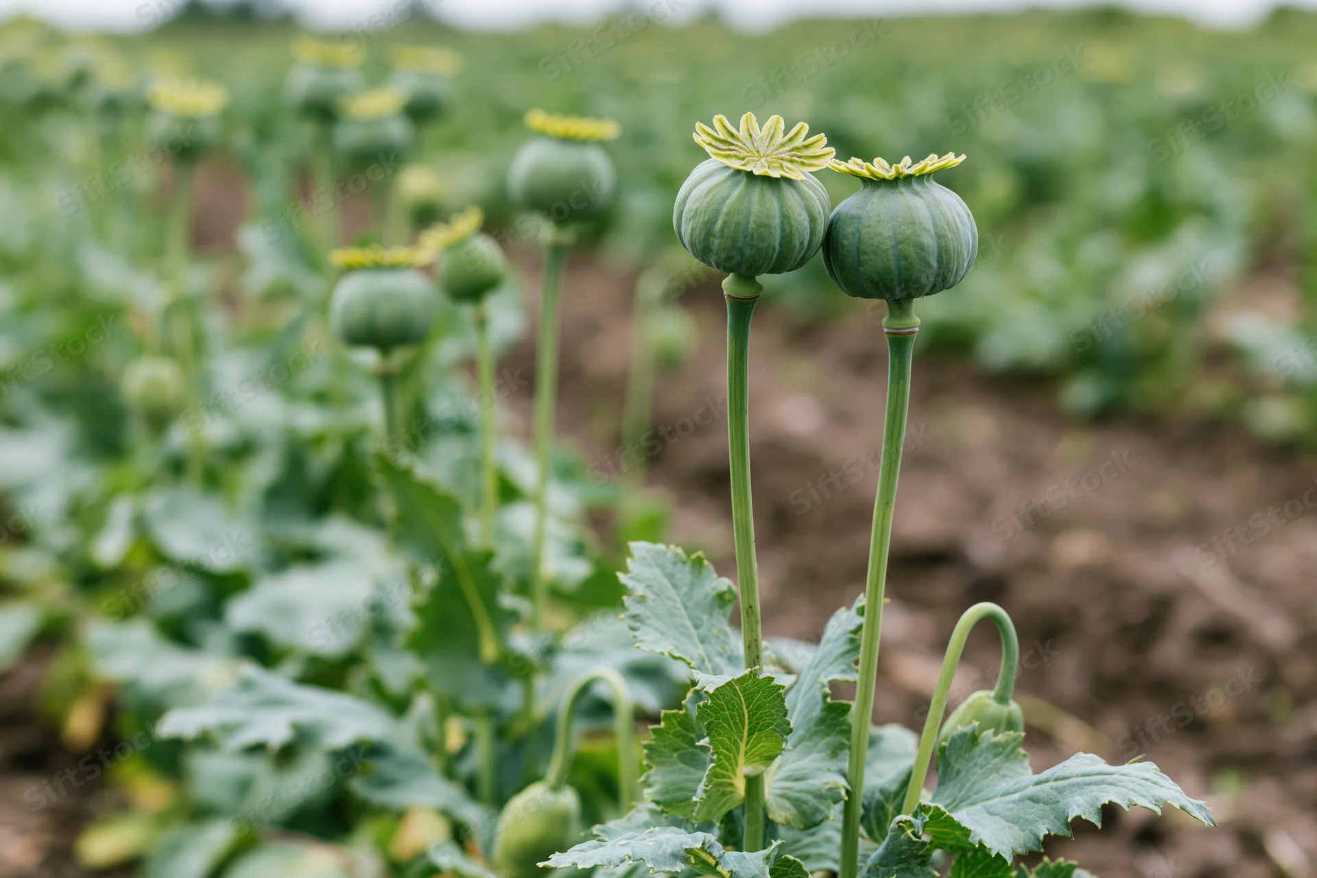 Unripe green poppy seed pods standing upright in a cultivated field