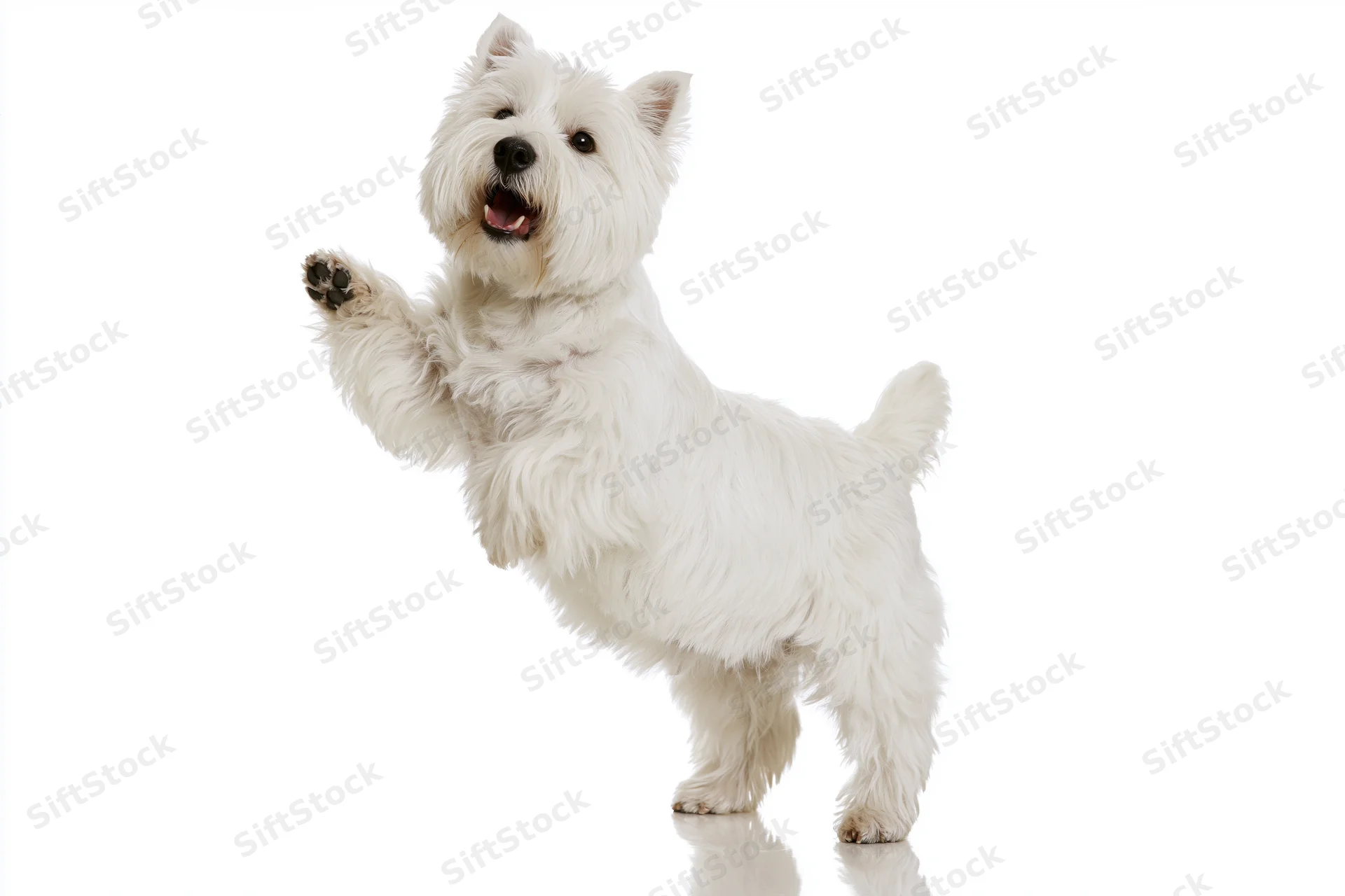 West highland white terrier standing on hind legs with front paw raised in studio