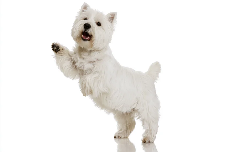 West highland white terrier standing on hind legs with front paw raised in studio