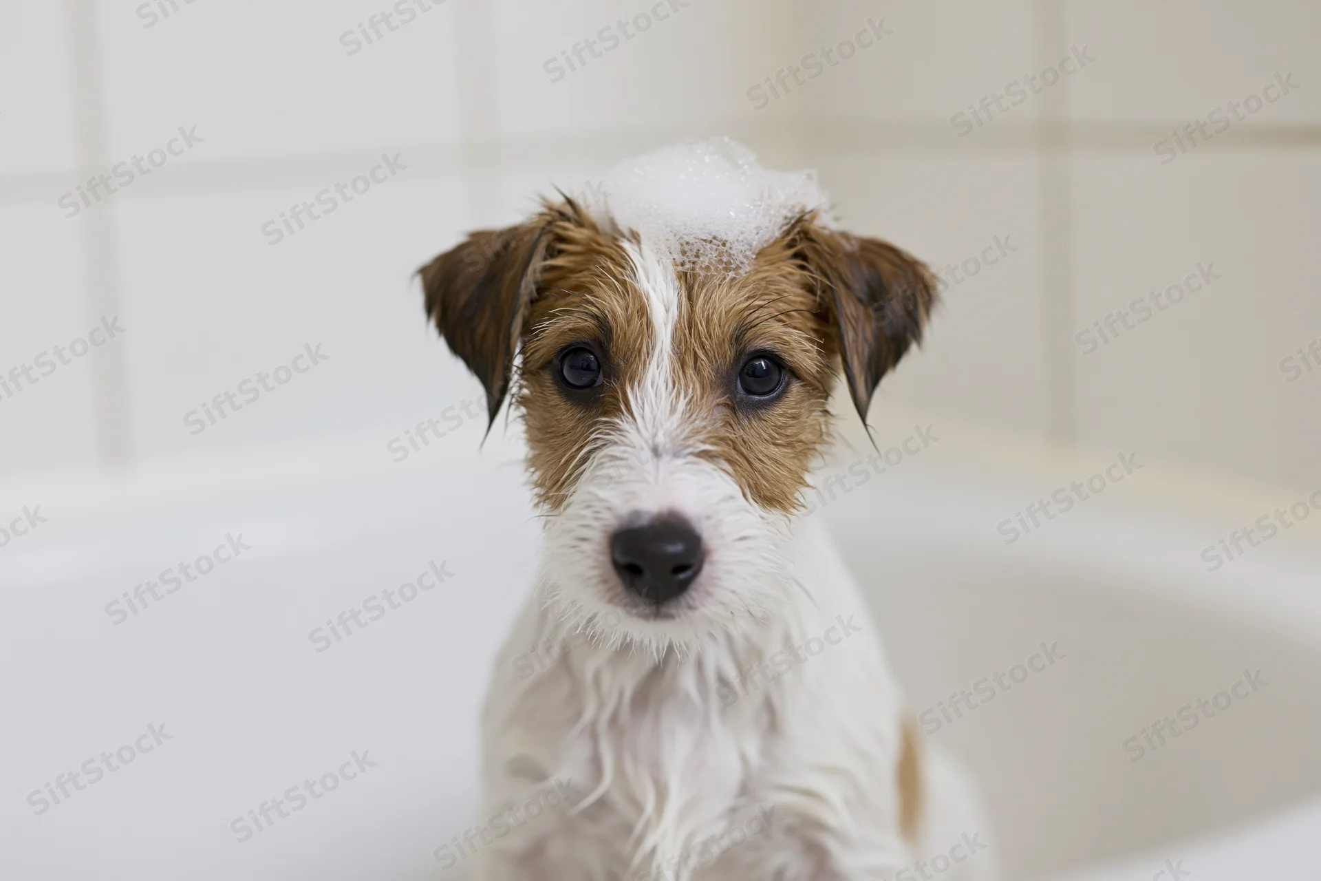 Wet jack russell terrier puppy sitting in white bathtub with foam on head