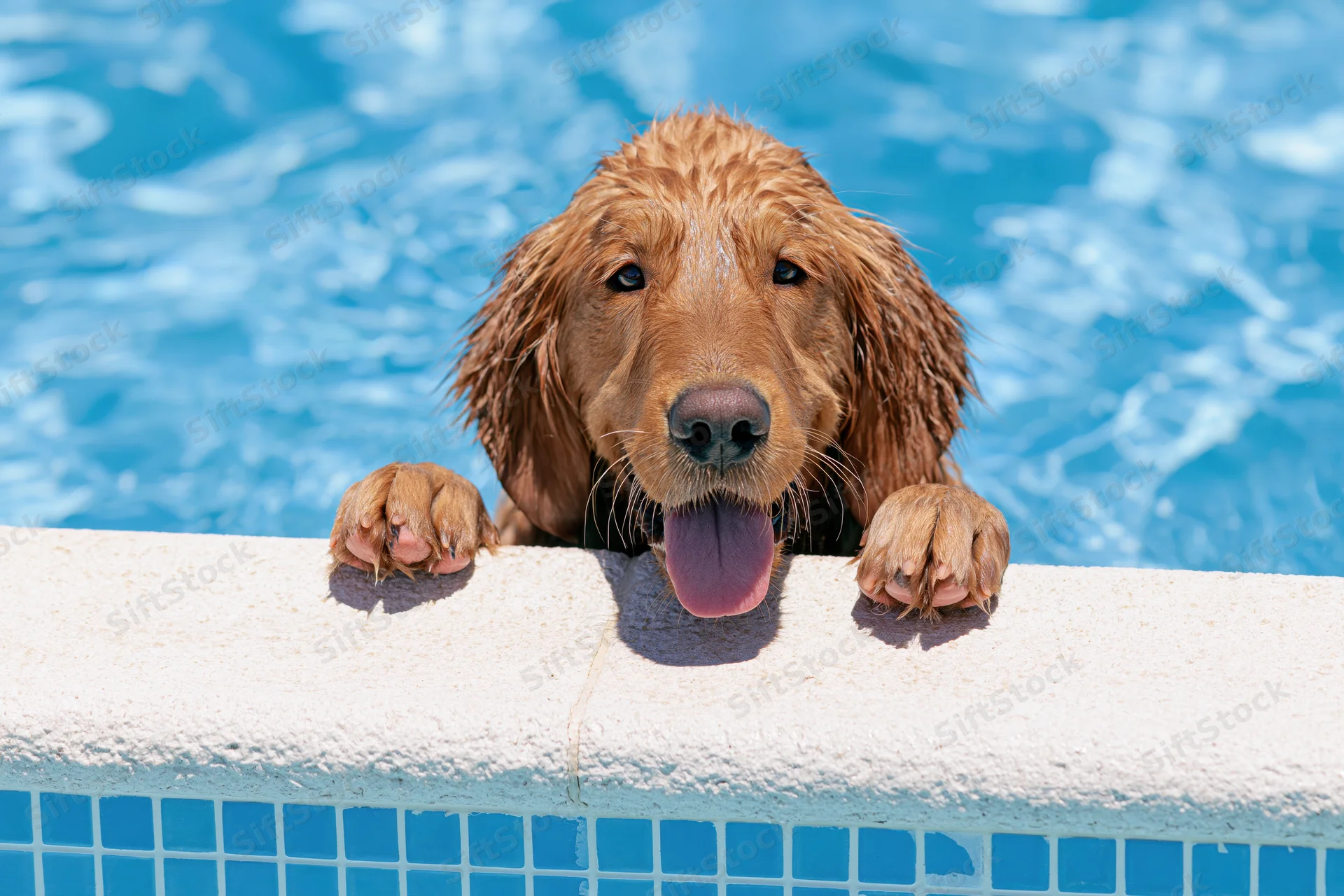 Wet golden retriever dog resting paws on pool edge with tongue out in sunlight
